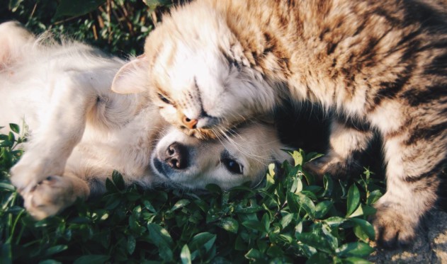 Dog and cat snuggling in the grass